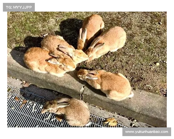 暗月岛兔子探秘：揭开这片神秘岛屿背后五大惊人秘密