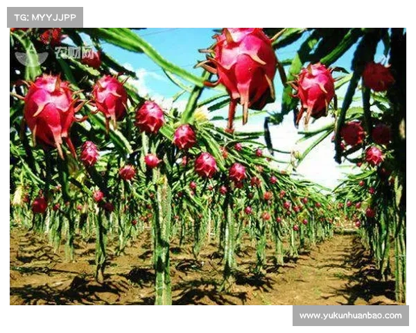 高地红石榴丰收养护全攻略 提升产量与果质的实用技巧